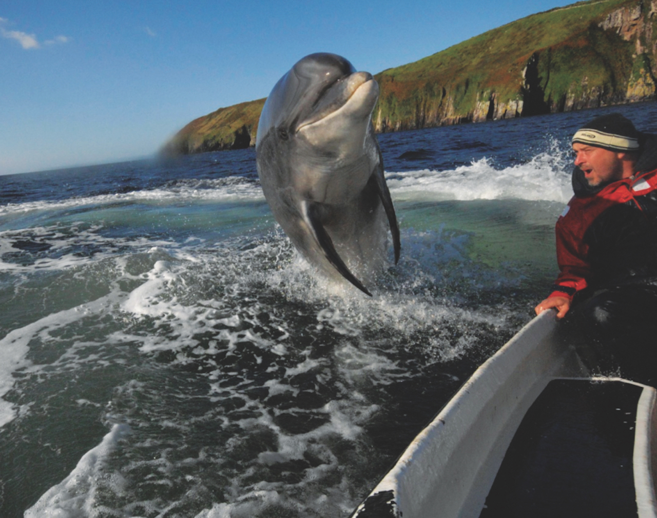 Dingle dolphin Ireland