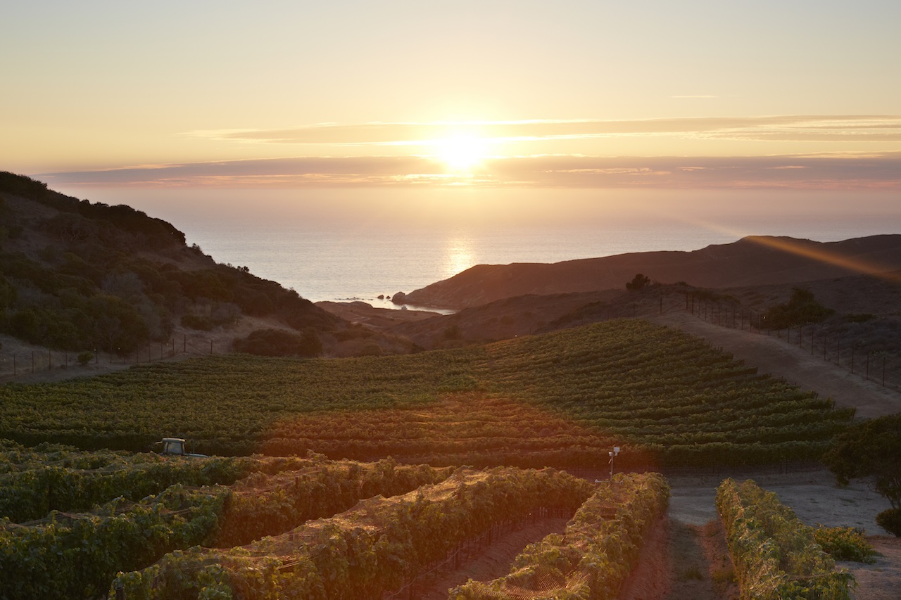 Rusack Vineyards on Catalina Island