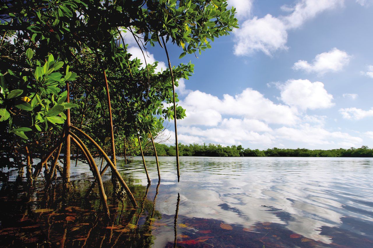 Fort Myers and Sanibel mangrove