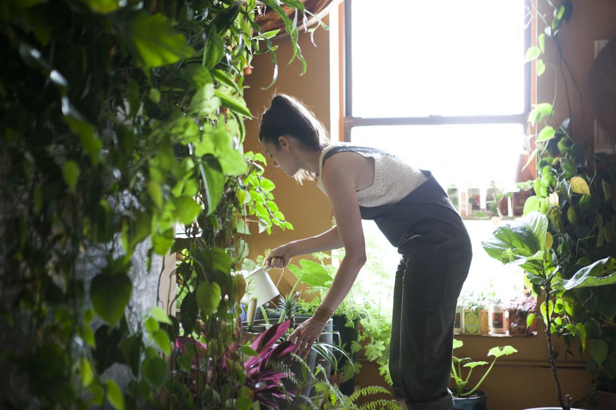 Woman grows a jungle of 500 plants in her NYC apartment