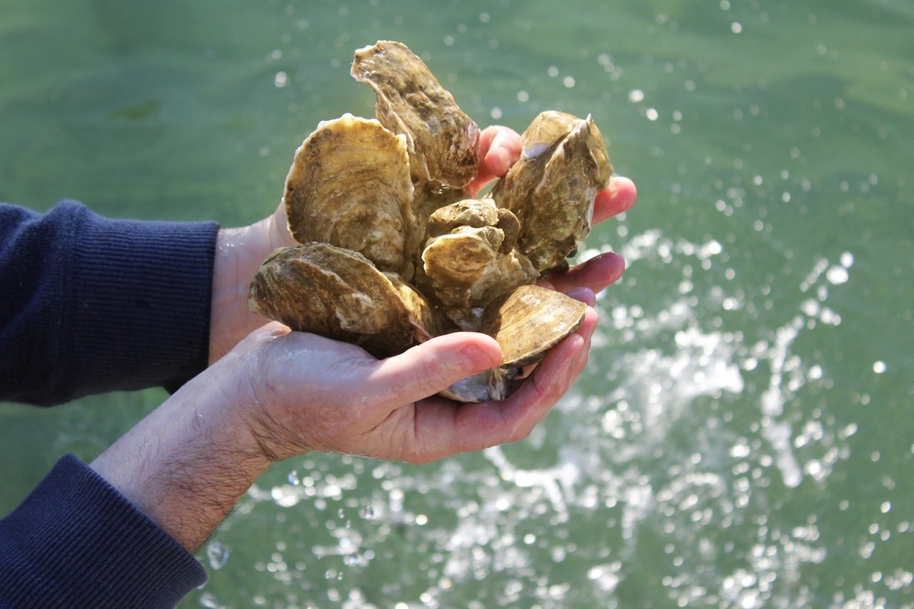 Gulf oysters