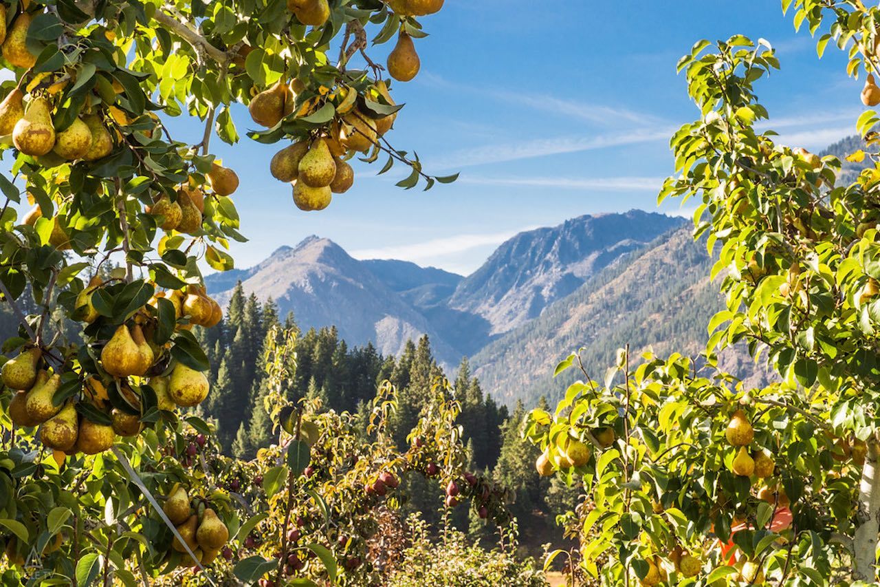 Leavenworth pear orchard