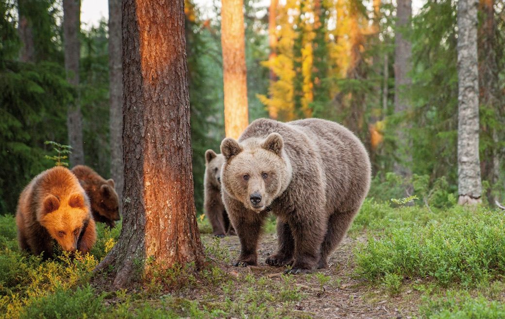 Finland bears