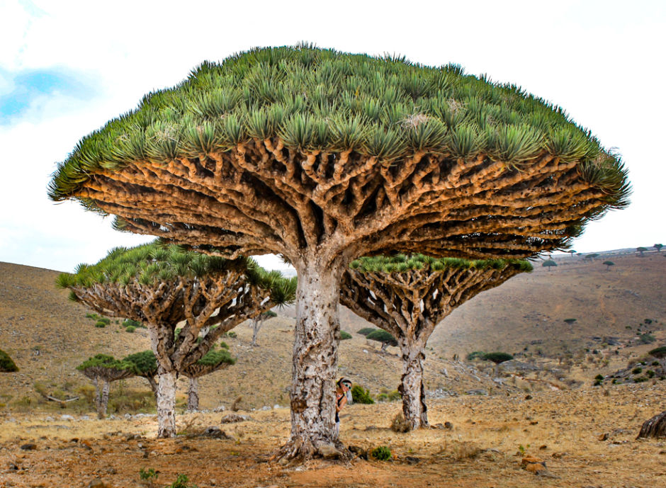 The Yemeni island of Socotra is remote and alien-looking. See for yourself.