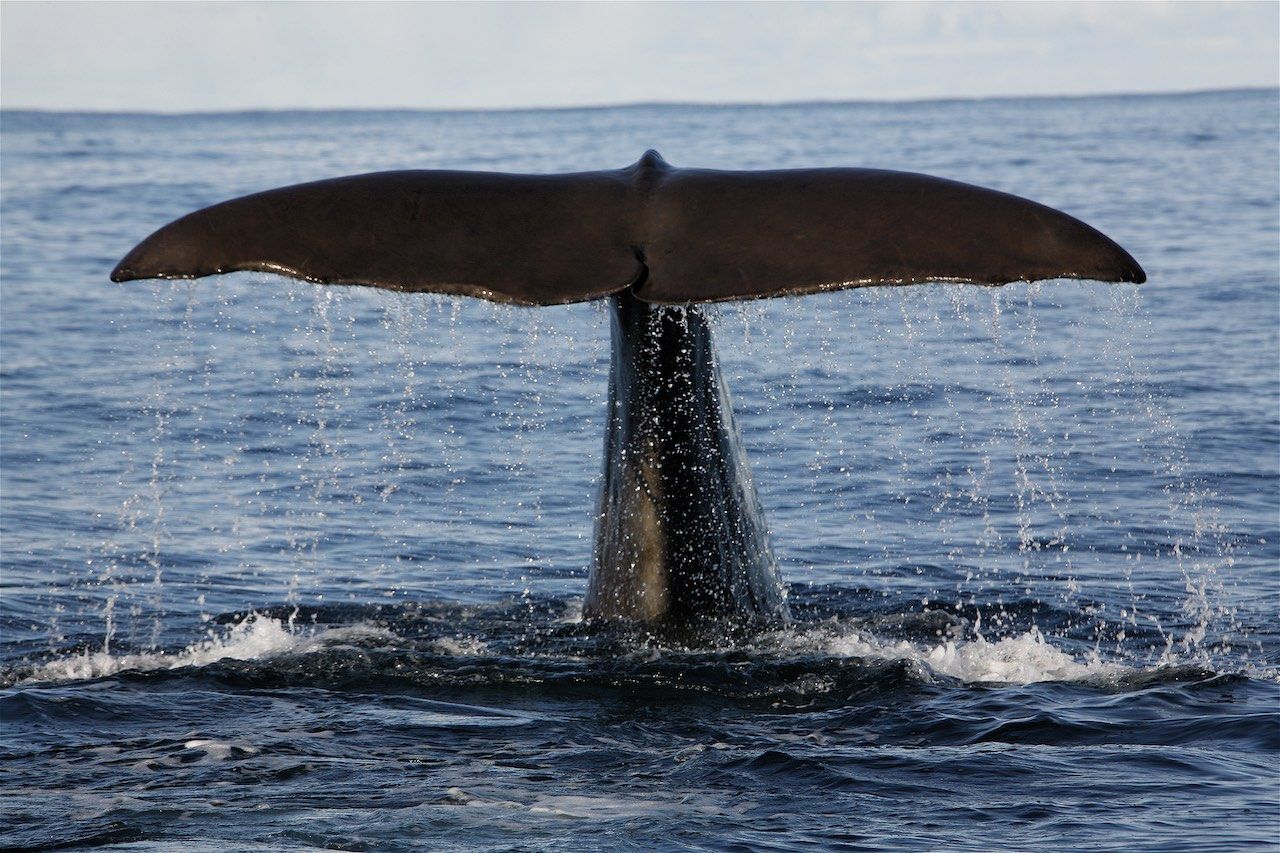 Spermwhale Hvalsafari Norway