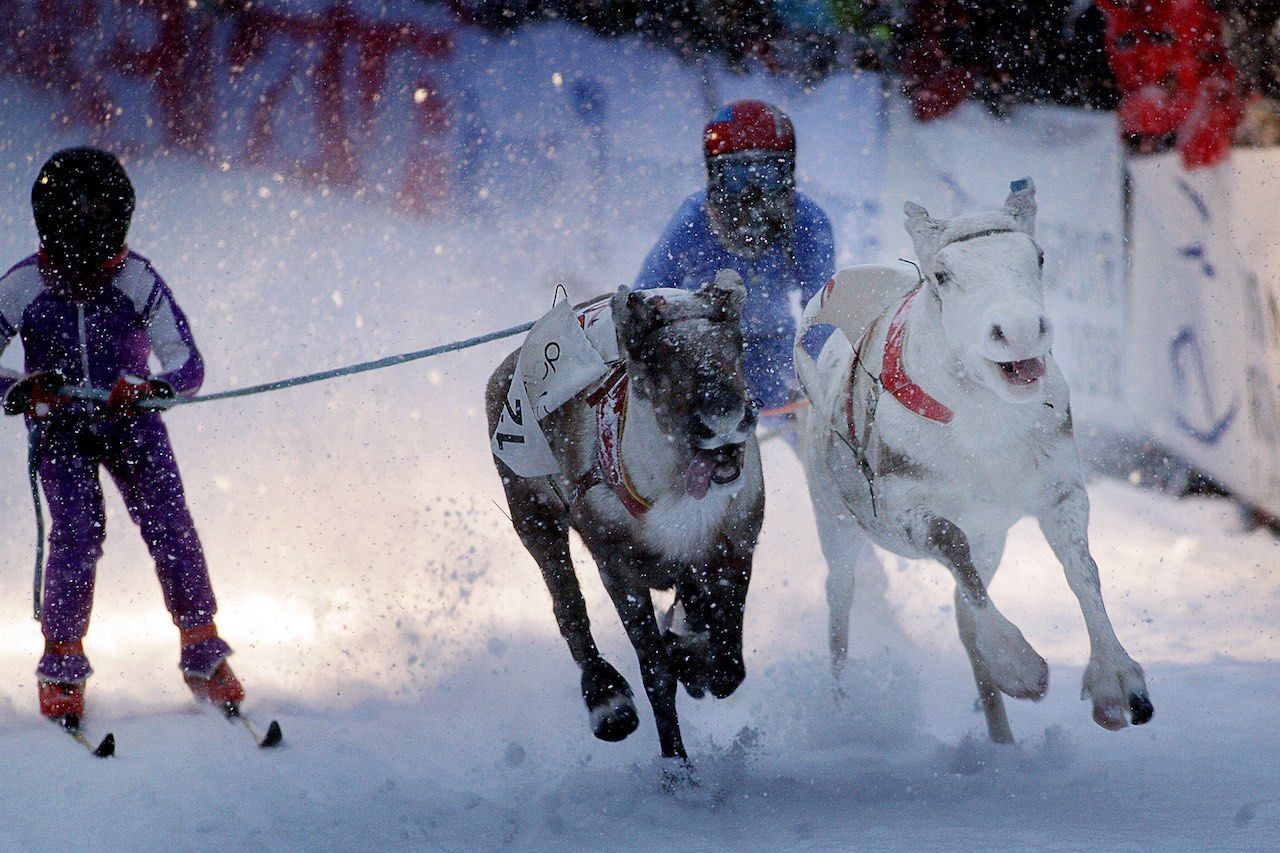 Reindeer Racing Arctic Europe