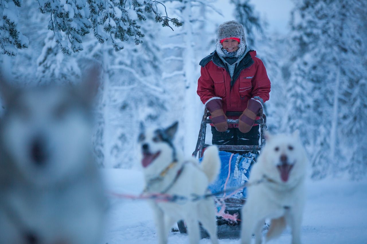 Dog sledding Finland
