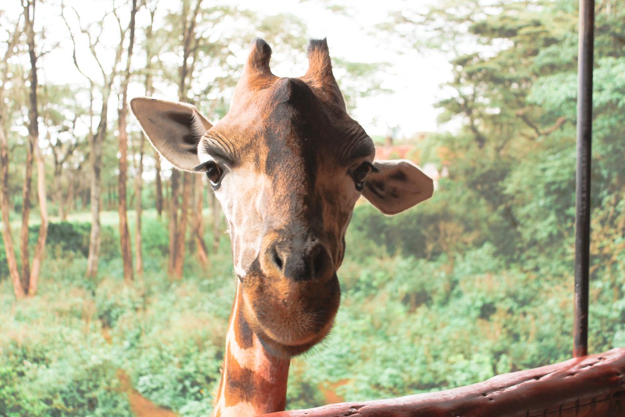 The places to take pictures of wildlife and architecture around Nairobi