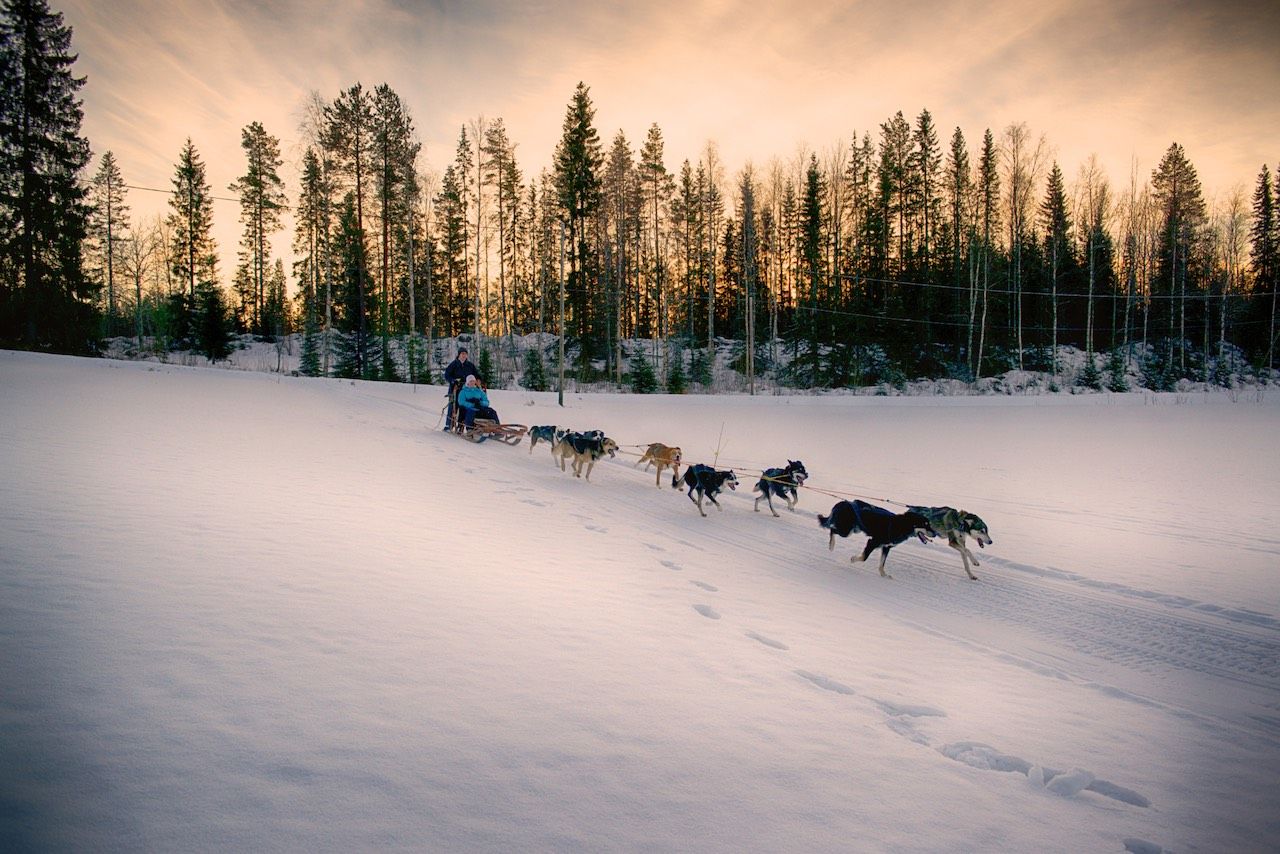 Dogsledding Sweden Lapland