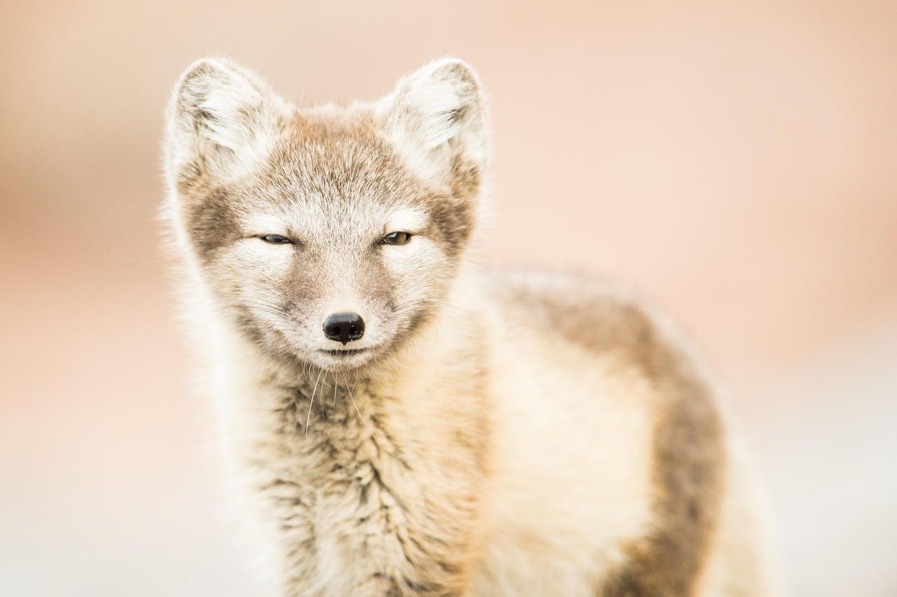 Arctic fox Svalbard