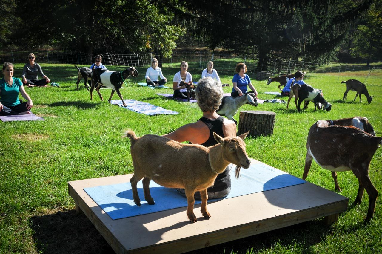 Goat Yoga Gettysburg