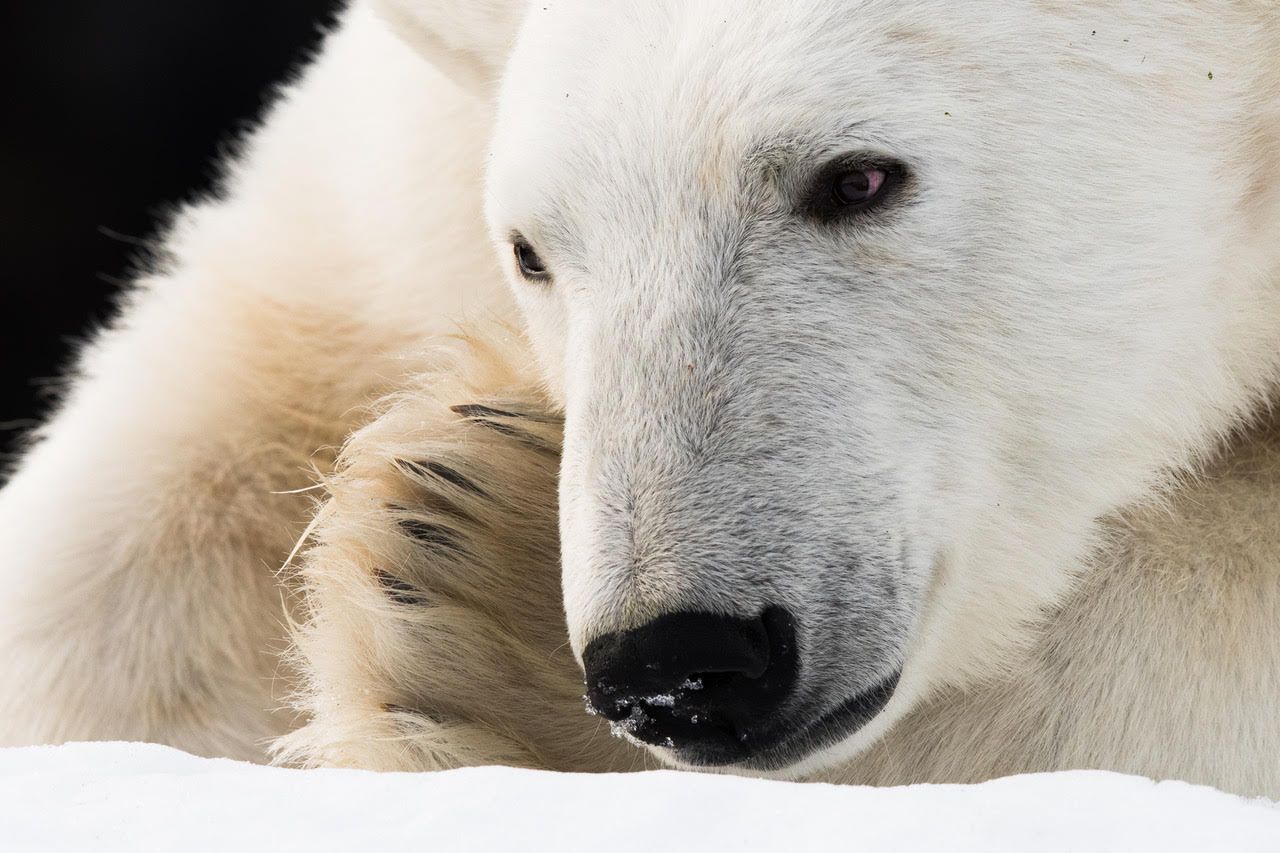 Svalbard Polar bears