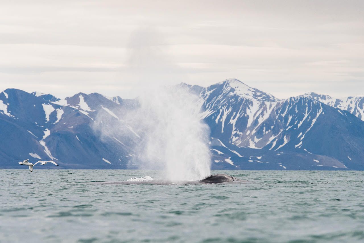Whale Svalbard