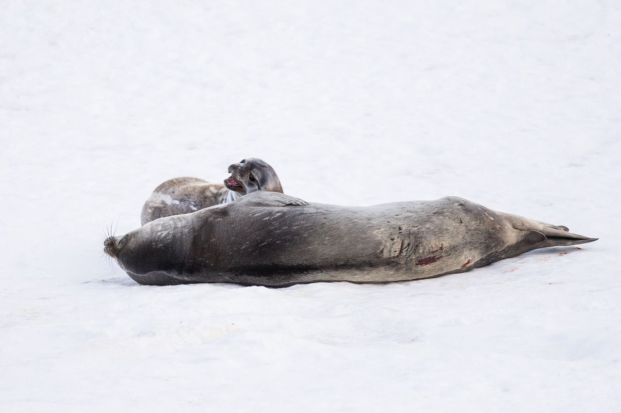 Weddell seals in Antarctica
