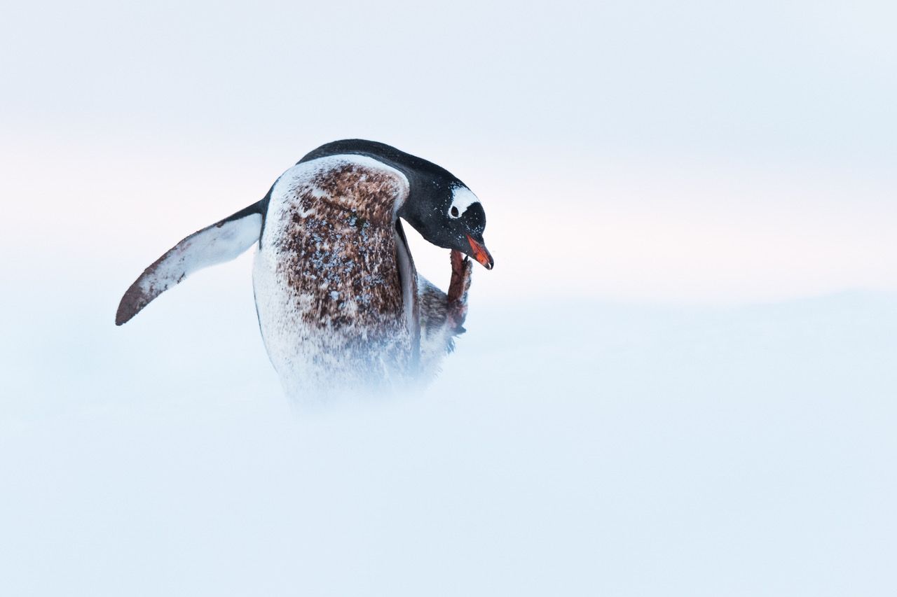 15 Facts About the Wildlife of Antarctica You Had No Idea About