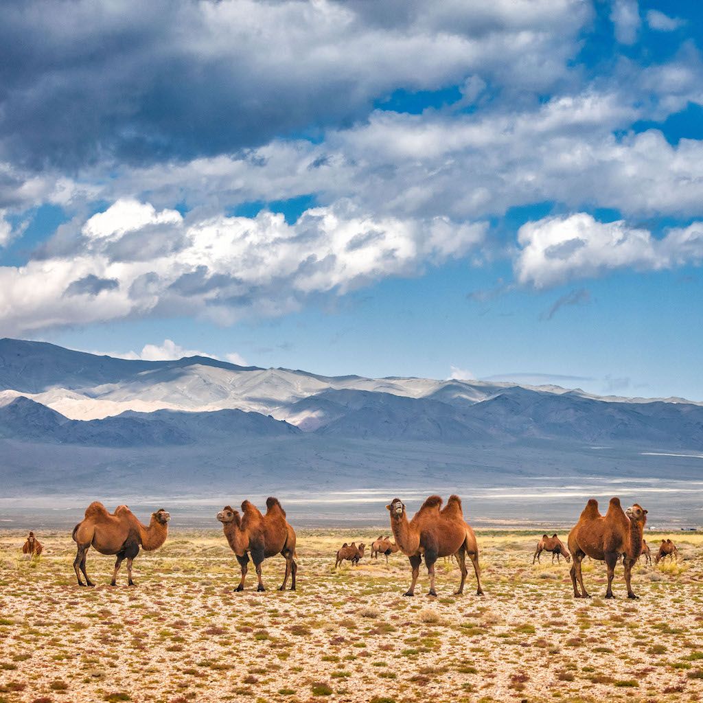 Mongolia camels