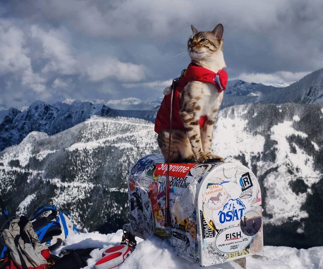 this-majestic-cat-on-instagram-is-our-new-hiking-icon-matador-network