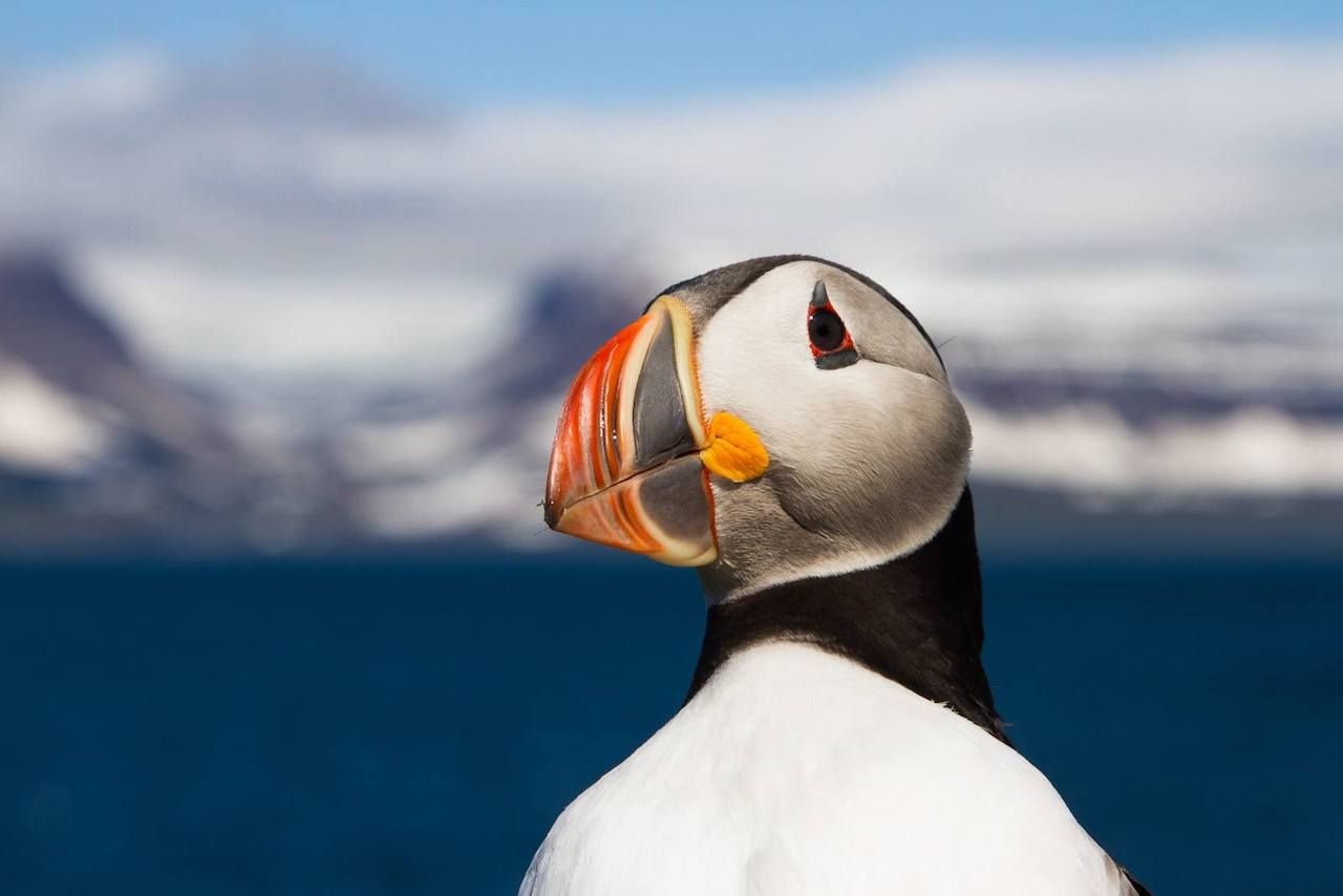 Puffin in Westfjords Iceland