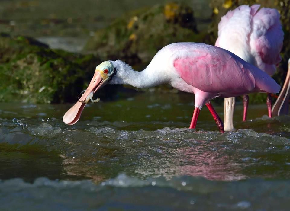 Spoonbill in J.N. “Ding” Darling National Wildlife Refuge (Official)