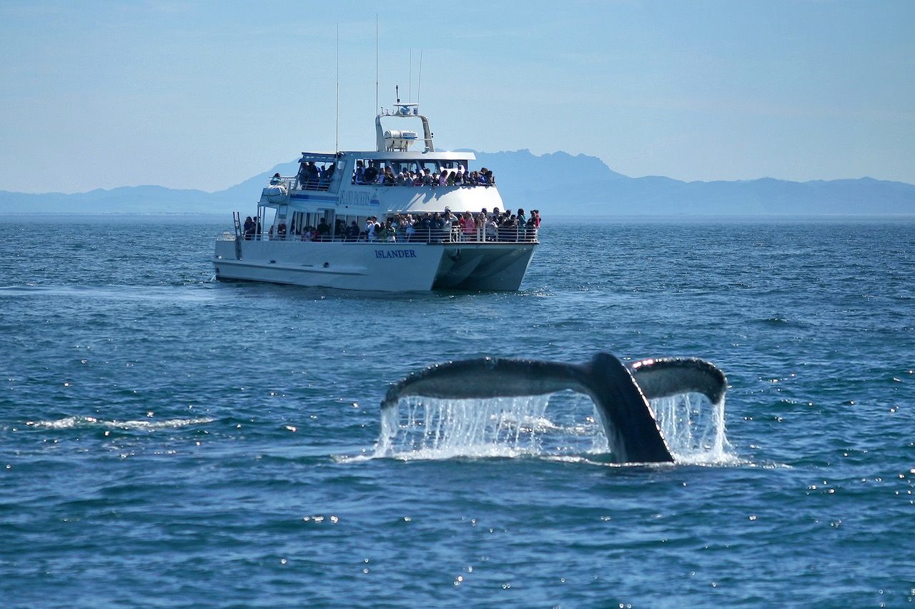Channels Islands whale watching tours Ventura California