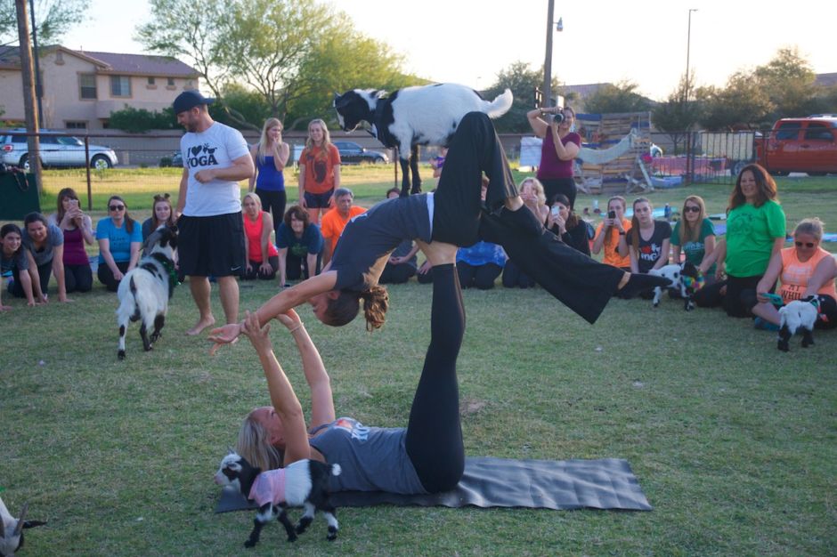 Arizona goat yoga Gilbert