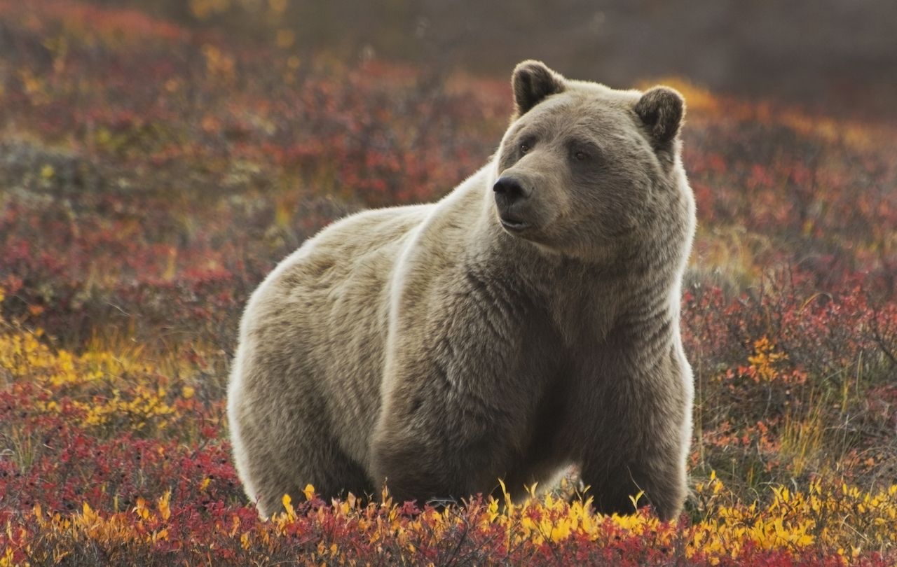 Grizzly bear in Denali