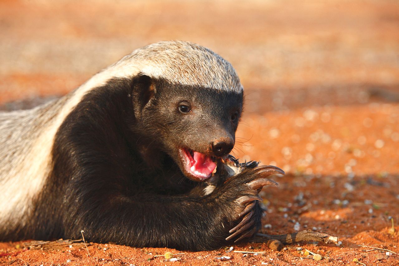 Honey Badger eating