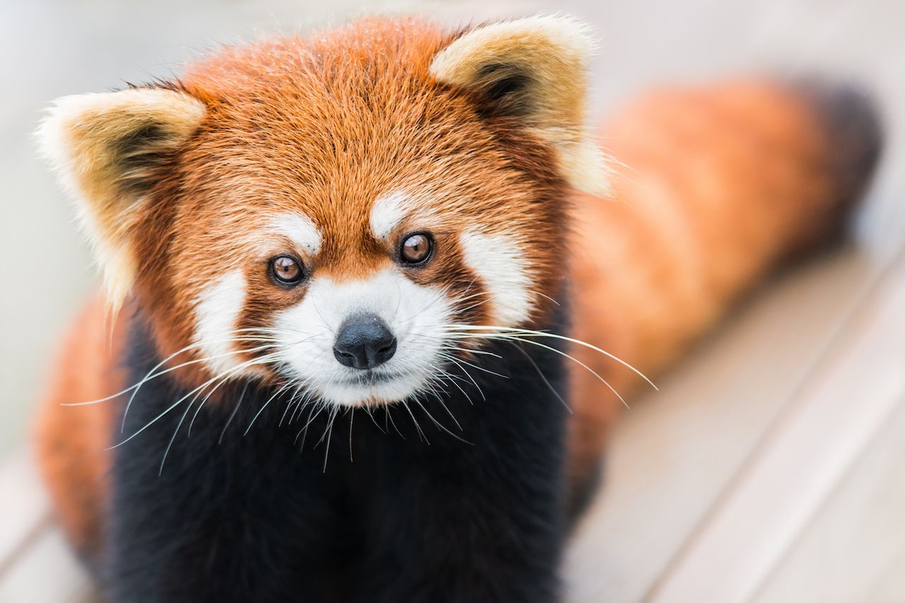 Red panda face