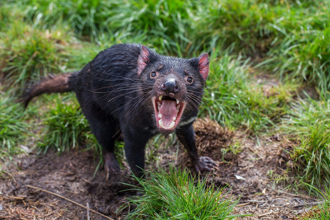Tasmanian devil being feisty 