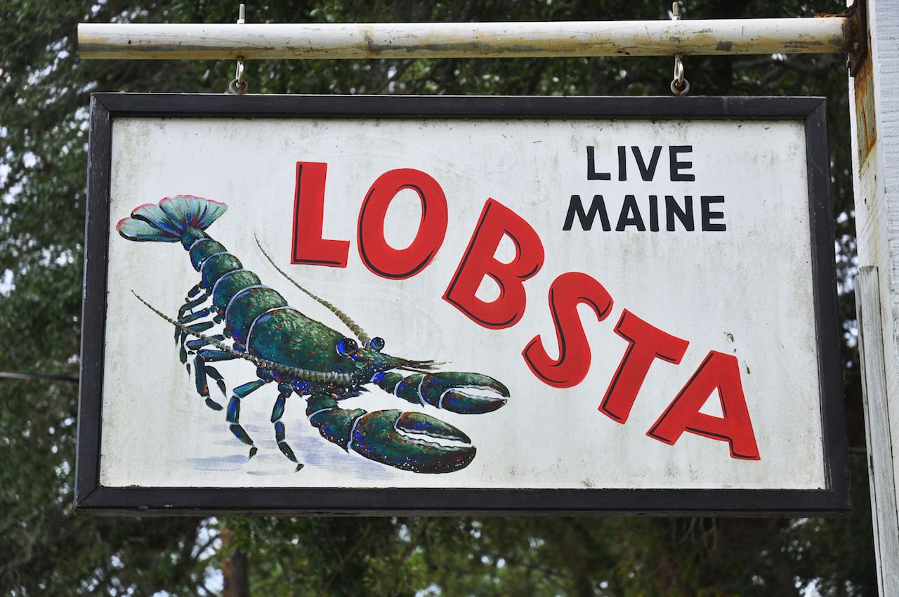 Maine lobsters