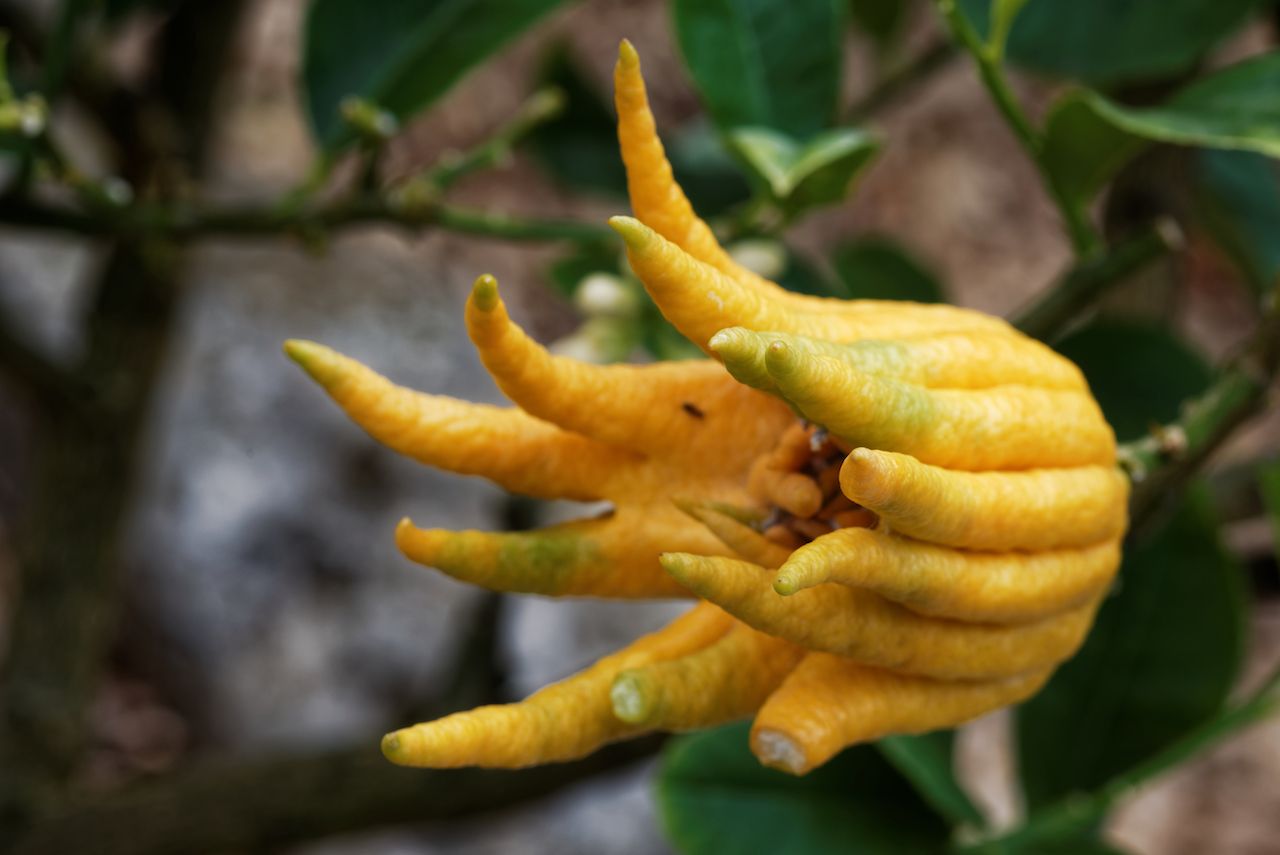 Buddha's hand fruit