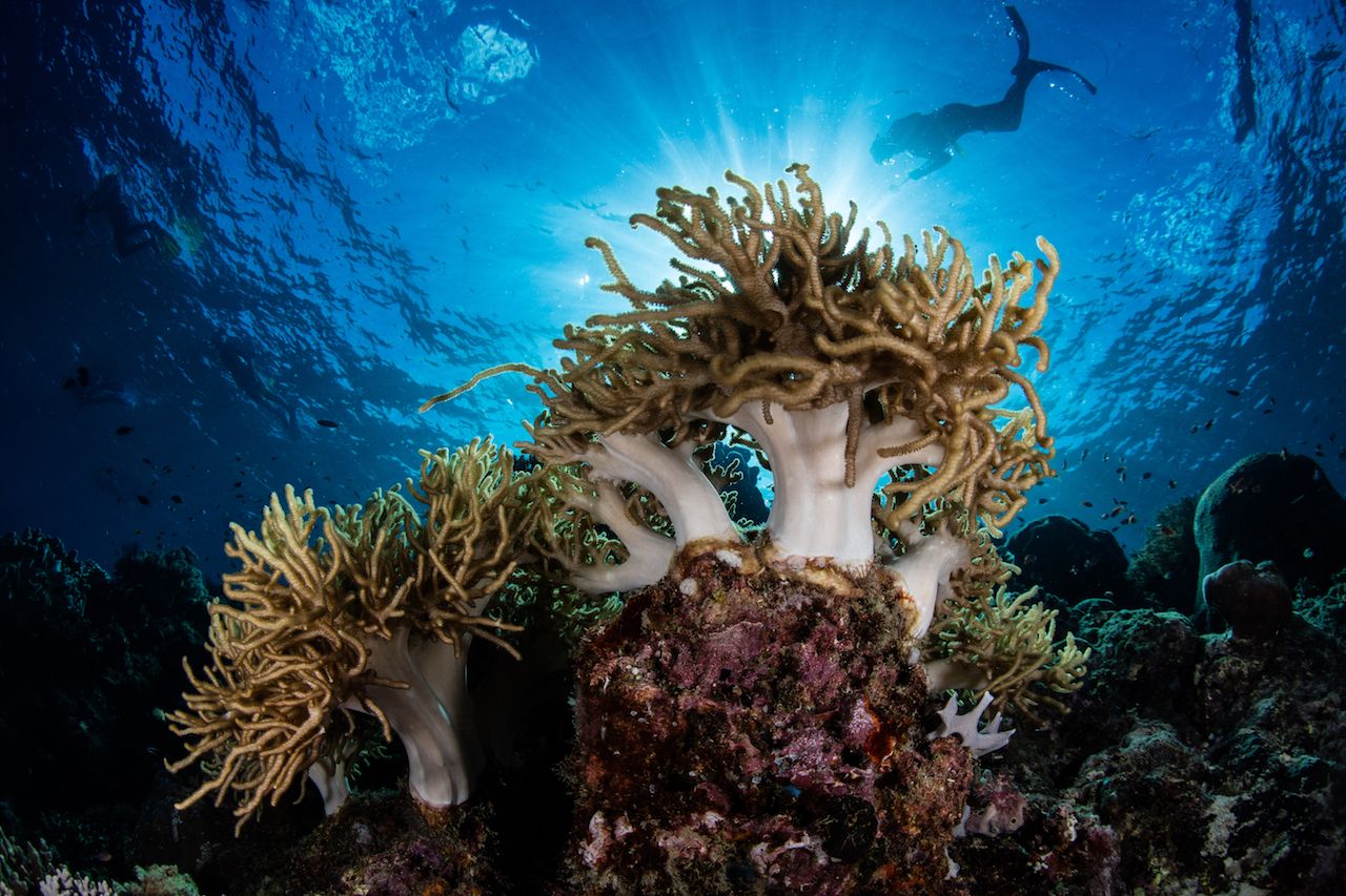 The Most Beautiful Hidden Diving Spots In Southeast Asia