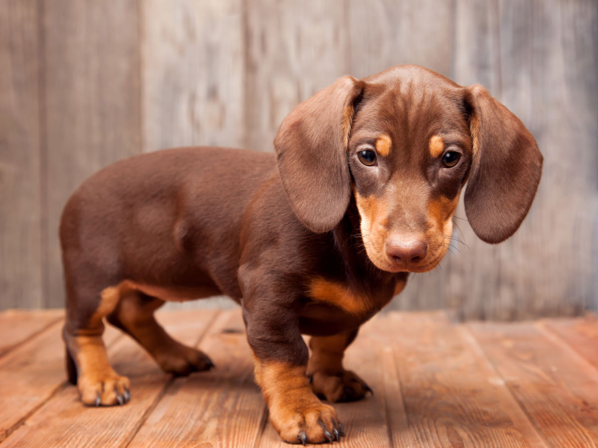 You Can Now Visit An Entire Museum Dedicated To Weiner Dogs