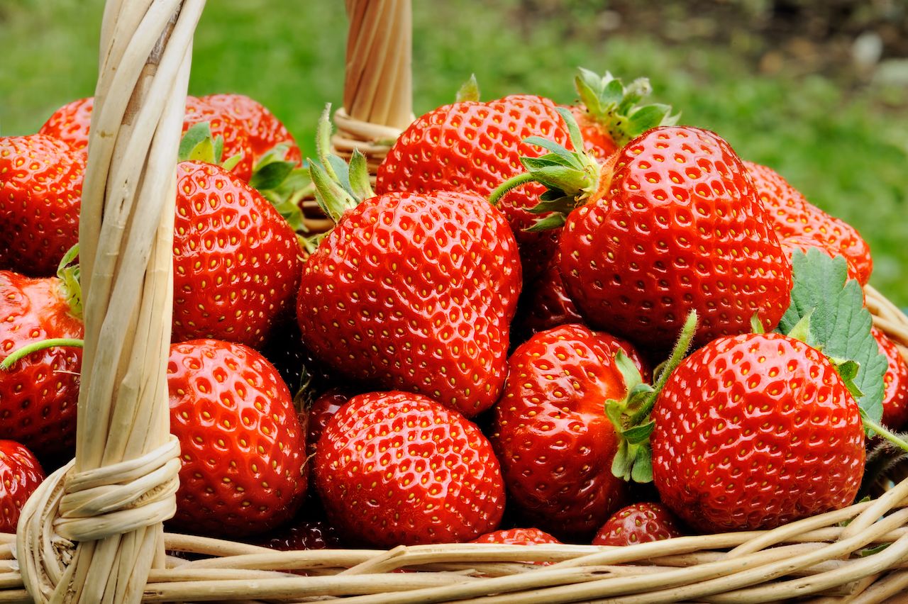 Maine strawberries