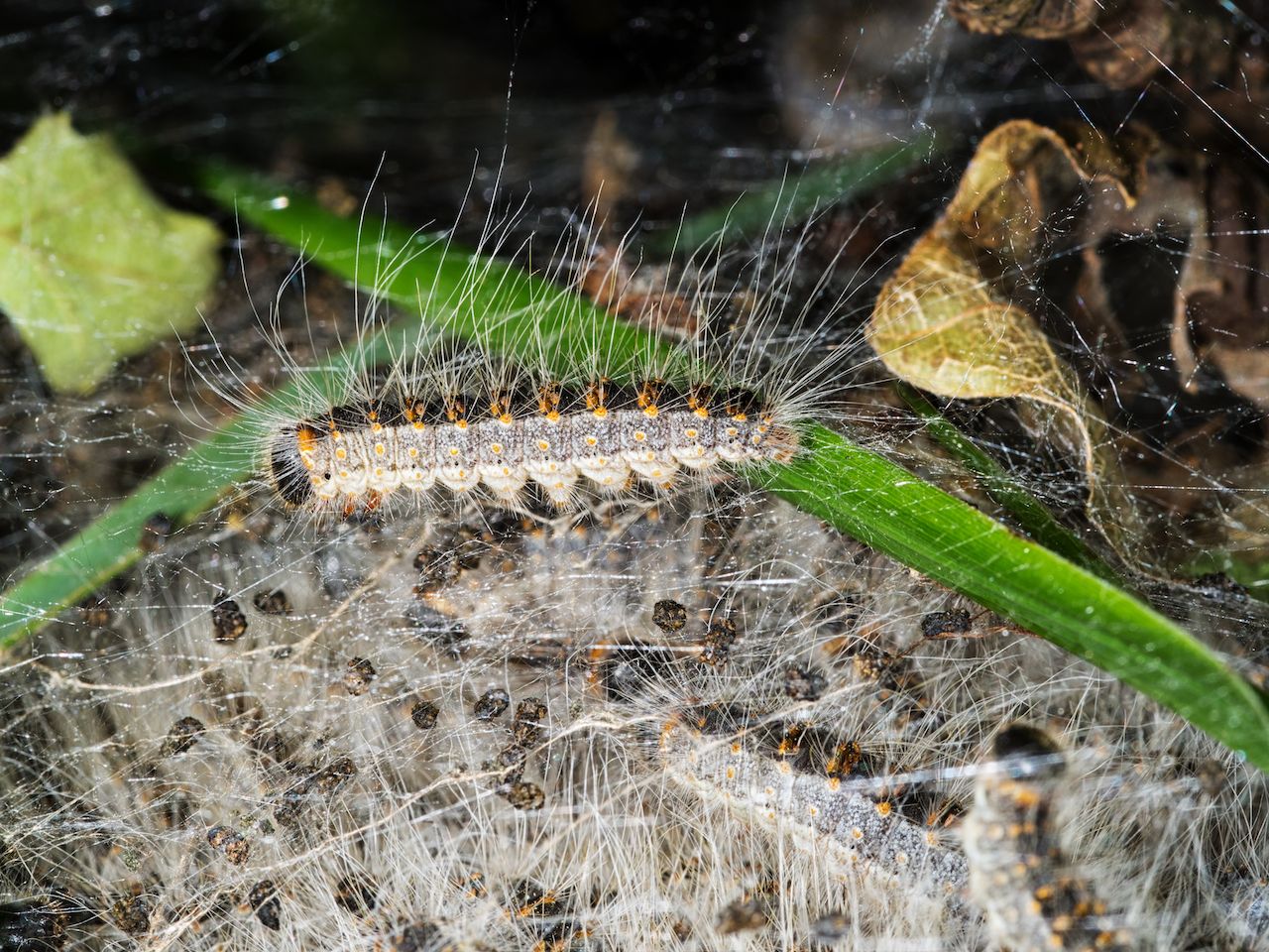 Toxic caterpillar
