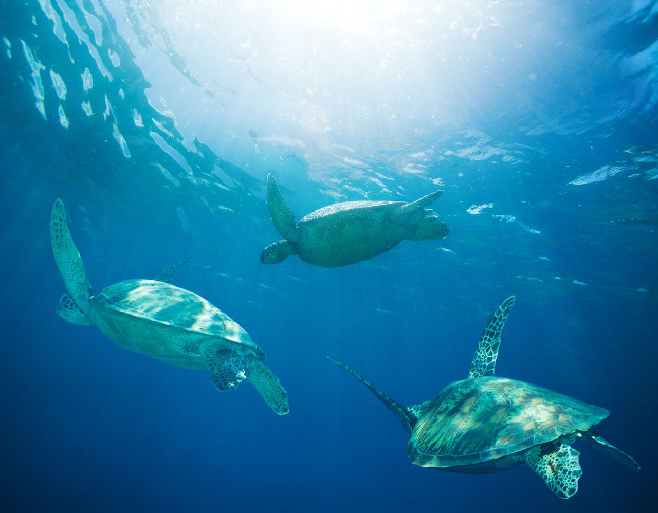 Migrating green sea turtles