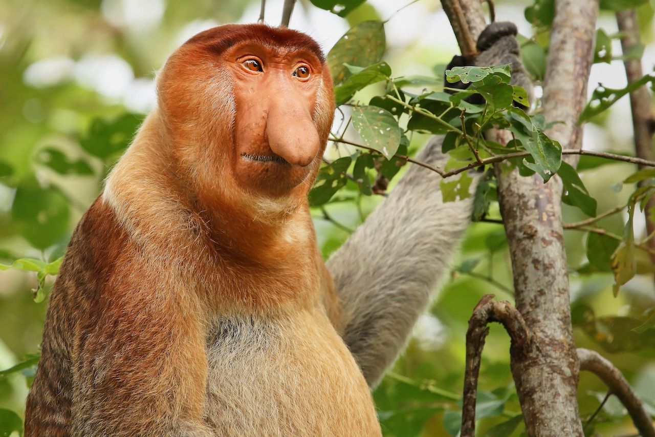 Proboscis monkey in borneo