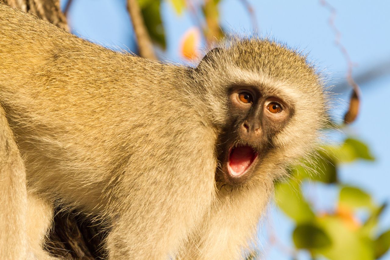 Monkey in Kruger national park, south africa