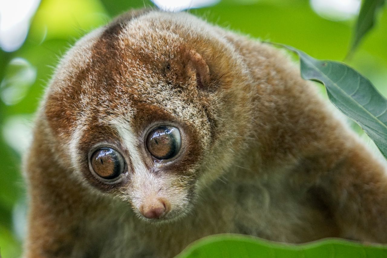 7 Adorable Animals That Are Actually Super Dangerous.