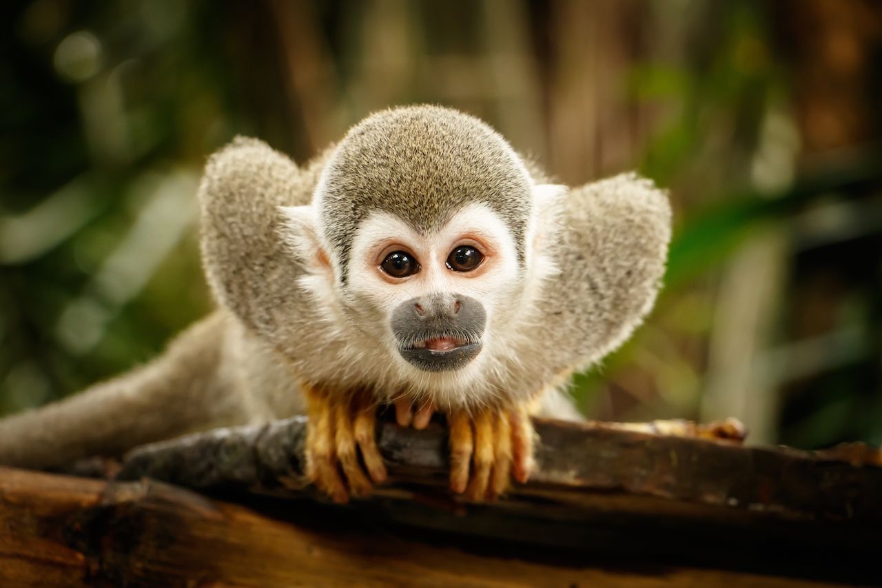 Monkey in Ecuadorian amazon