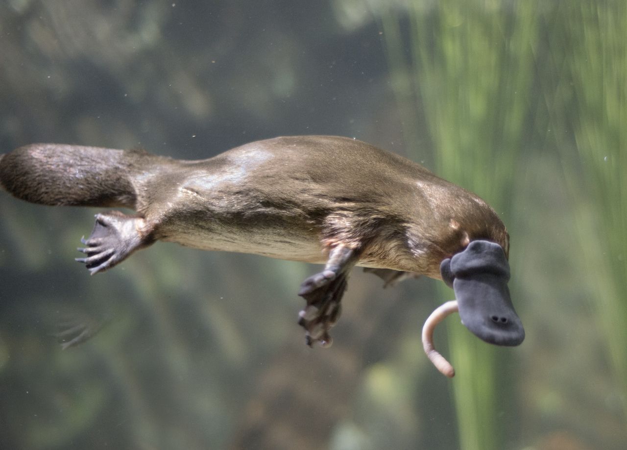 Platypus with worm