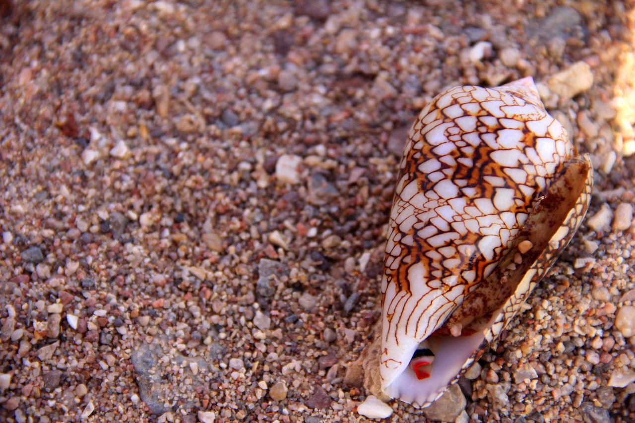 Cone snail on sand