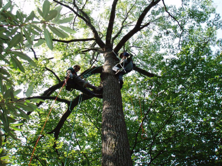 Blue Ridge Tree Climbing Virginia