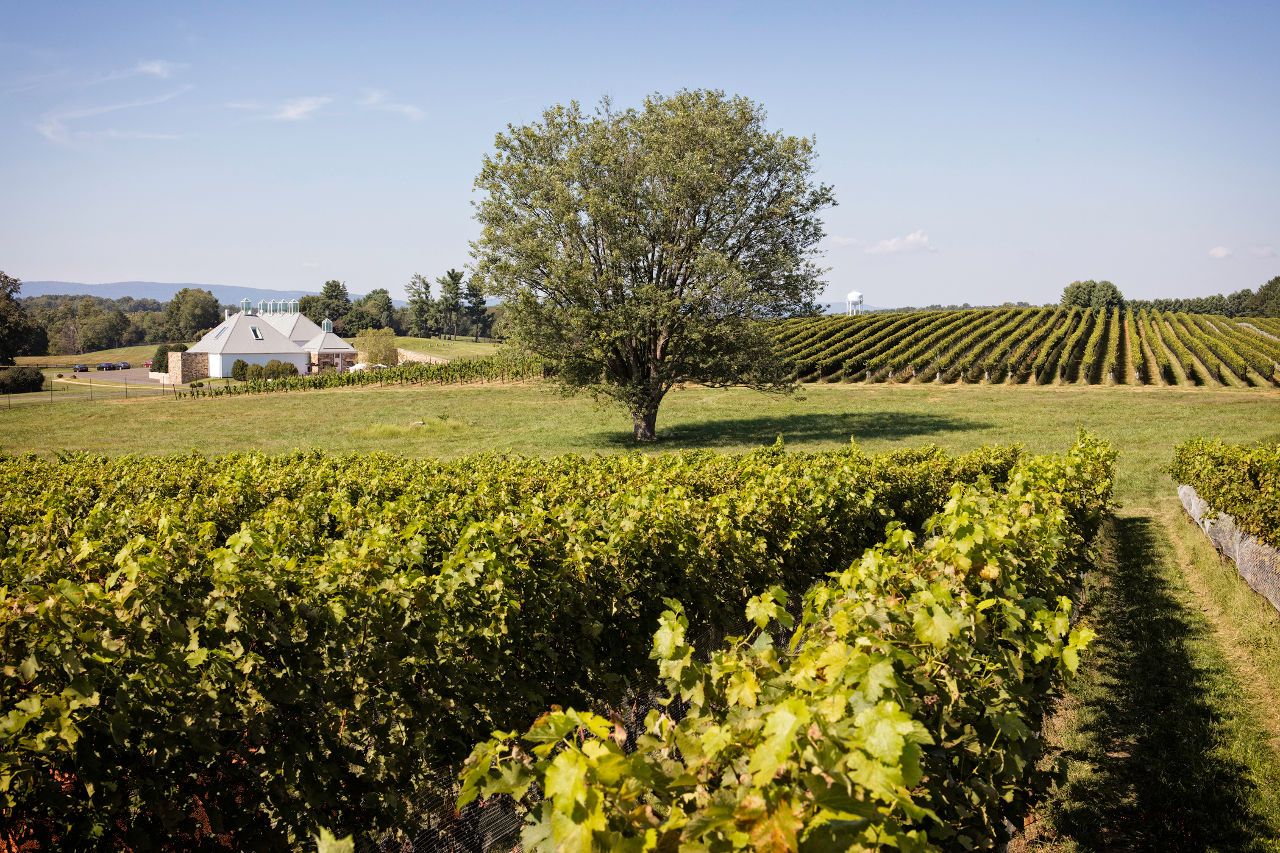 Boxwood Estate Winery, Virginia