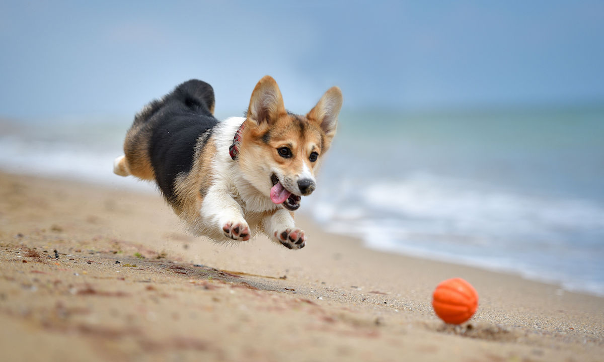 Corgi Con is everything dog lovers have ever dreamed of