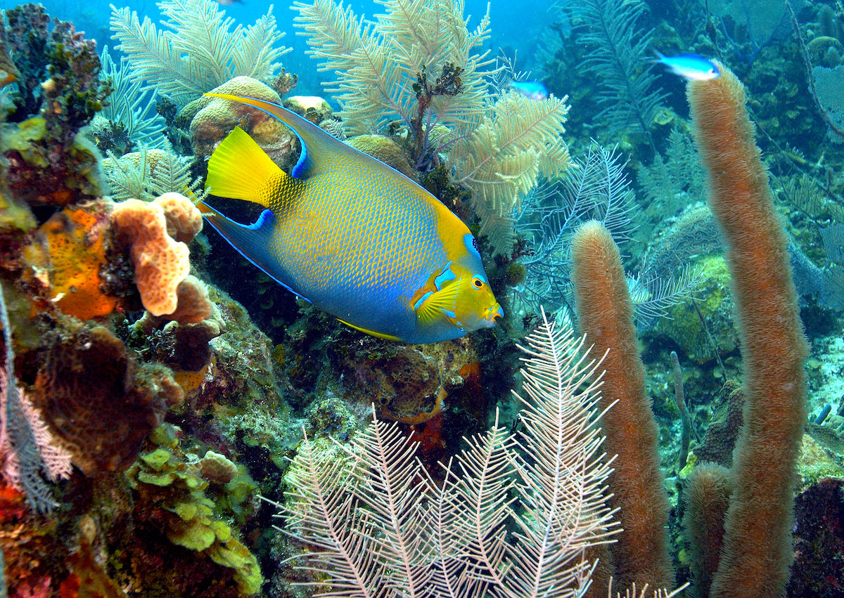 Belize Barrier Reef no longer endangered