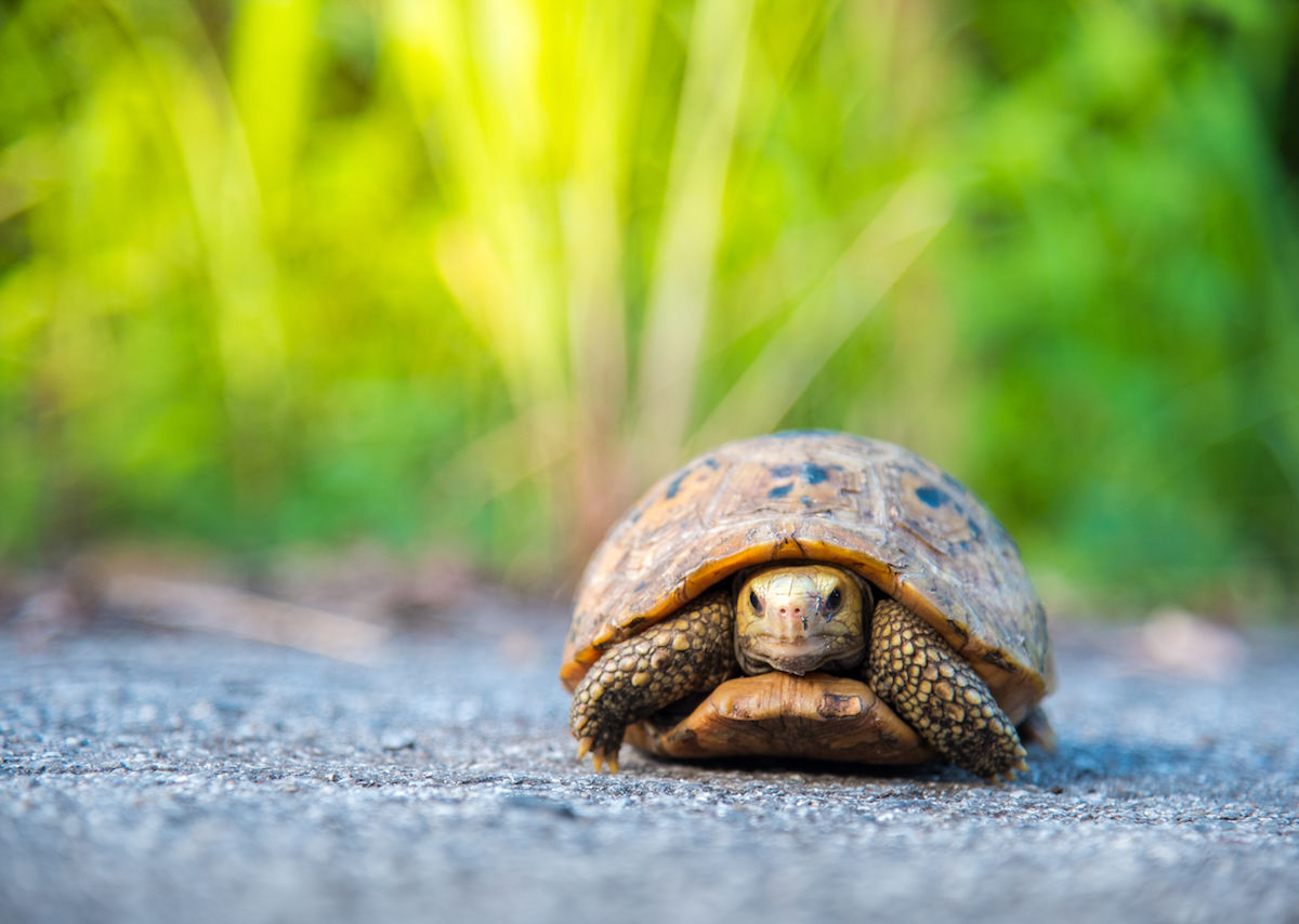 A tortoise escaped from its home and moved only one mile in seven days