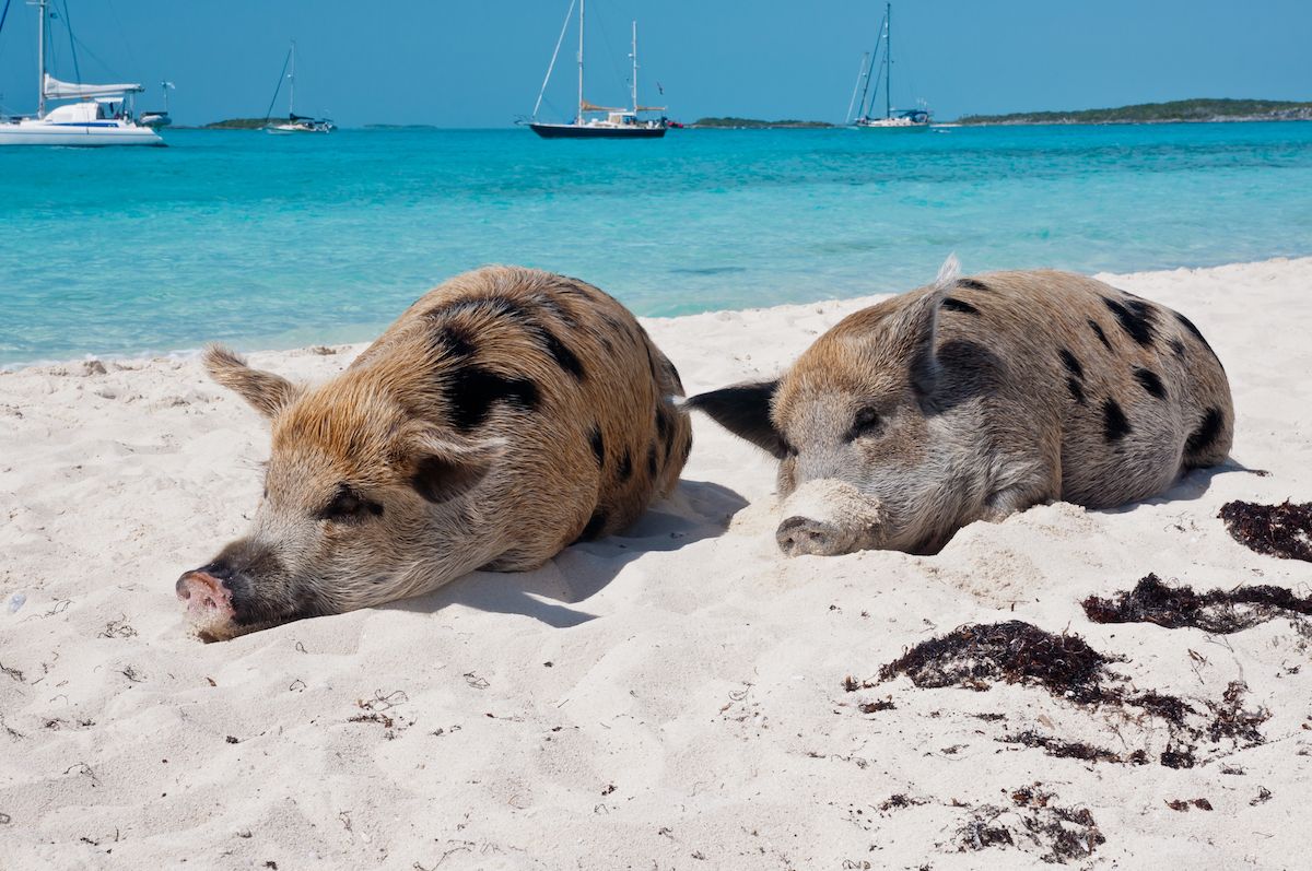 These Islands Have Totally Been Taken Over by Hordes of Animals