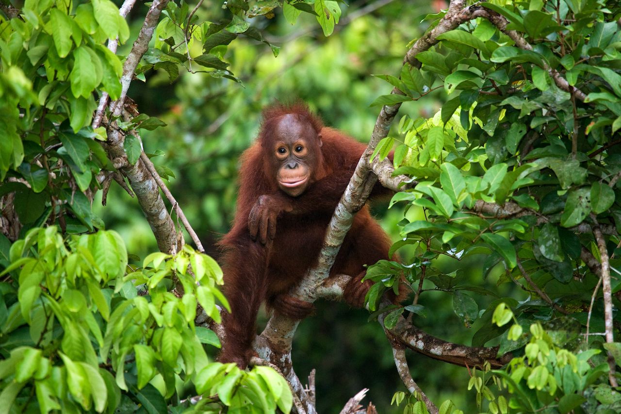Baby orangutan in the wild
