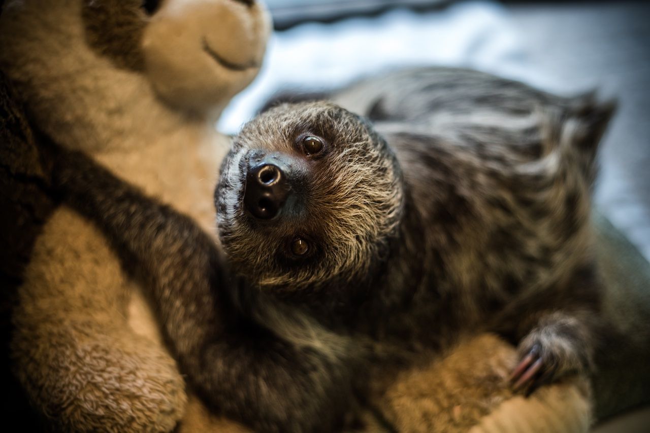 Baby sloth Watertown South Dakota